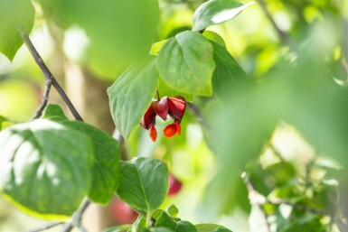 Euonymus europaeus 'Red Cascade' C12 80-100