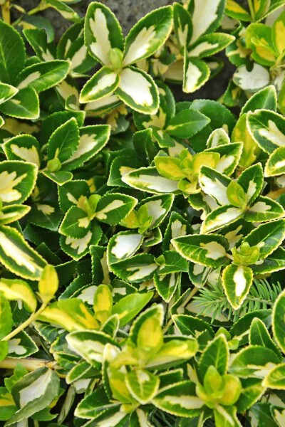 Fusain de Fortune Euonymus fortunei 'Blondy' Arbuste 5-10 Pot 9x9 cm (P9) Euonymus fortunei 'Blondy' arbuste 5-10 cm
