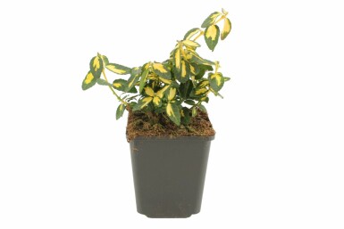 Fusain de Fortune Euonymus fortunei 'Blondy' Arbuste 5-10 Pot 9x9 cm (P9)
