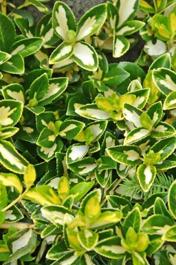 Fusain de Fortune Euonymus fortunei 'Blondy' Arbuste 5-10 Pot 9x9 cm (P9) Euonymus fortunei 'Blondy' arbuste 5-10 cm