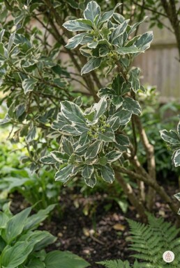 Euonymus fortunei 'Harlequin' arbuste 20-30 cm