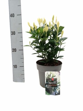 Aucune image disponible