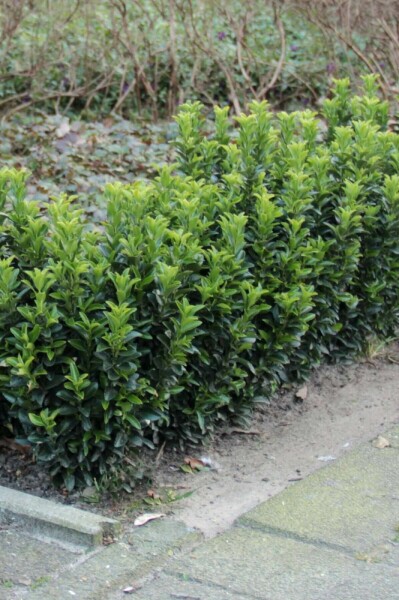 Euonymus japonicus 'Green Spire' P15 20-30