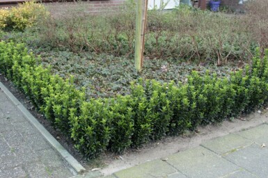 Euonymus japonicus 'Green Spire' P15 20-30