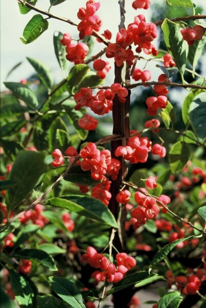 Euonymus phellomanus C2 20-30