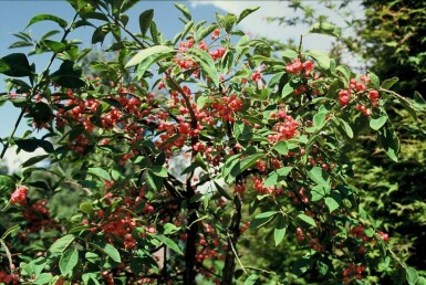 Euonymus phellomanus C2 20-30