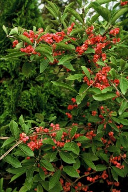 Euonymus phellomanus C2 20-30