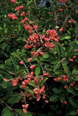 Euonymus phellomanus C2 20-30