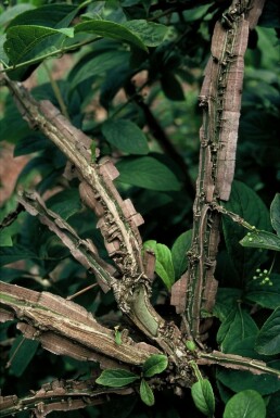 Euonymus phellomanus C2 20-30