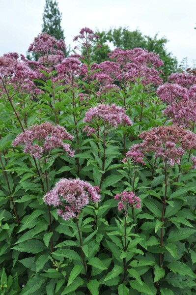 Eupatoire maculée Eupatorium maculatum 'Atropurpureum' 10-15 Pot 2 l (C2) Eupatorium maculatum 'Atropurpureum'