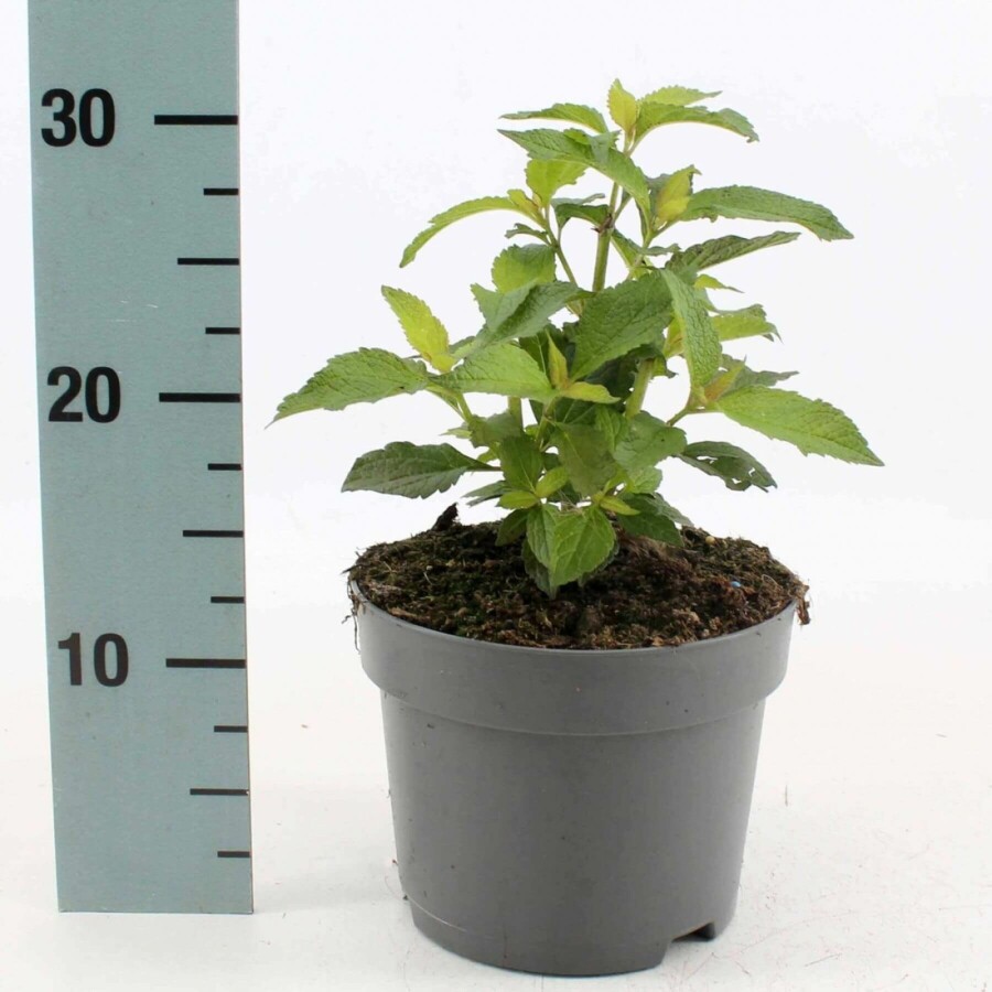 Eupatoire maculée Eupatorium maculatum 'Atropurpureum' 10-15 Pot 2 l (C2) Eupatorium maculatum 'Atropurpureum'