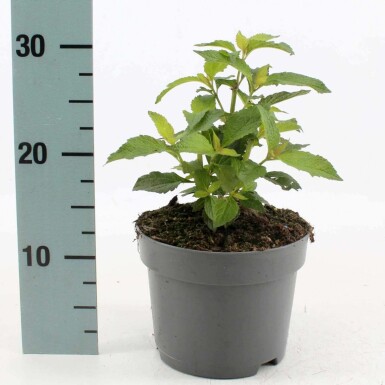 Eupatoire maculée Eupatorium maculatum 'Atropurpureum' 10-15 Pot 2 l (C2) Eupatorium maculatum 'Atropurpureum'