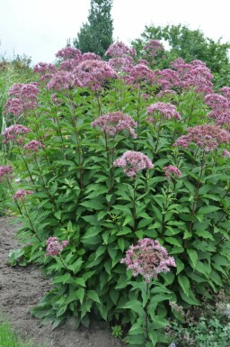 Eupatoire maculée Eupatorium maculatum 'Atropurpureum' 10-15 Pot 2 l (C2) Eupatorium maculatum 'Atropurpureum'