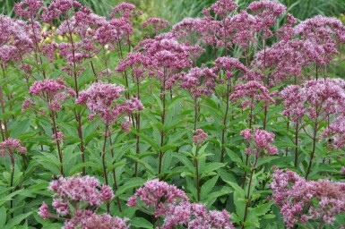 Eupatoire maculée Eupatorium maculatum 'Atropurpureum' 5-10 Pot 9x9 cm (P9) Eupatorium maculatum 'Atropurpureum'