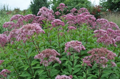 Eupatoire maculée Eupatorium maculatum 'Atropurpureum' 5-10 Pot 9x9 cm (P9) Eupatorium maculatum 'Atropurpureum'