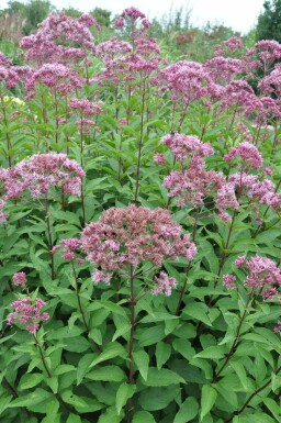 Eupatoire maculée Eupatorium maculatum 'Atropurpureum' 5-10 Pot 9x9 cm (P9)