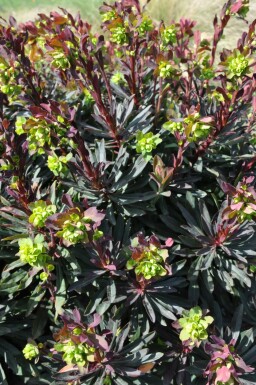 Euphorbe faux amandier Euphorbia amygdaloides 'Purpurea' 10-15 Pot 2 l (C2) Euphorbia amygdaloides 'Purpurea'
