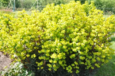 Euphorbe faux amandier Euphorbia amygdaloides 'Purpurea' 5-10 Pot 9x9 cm (P9)