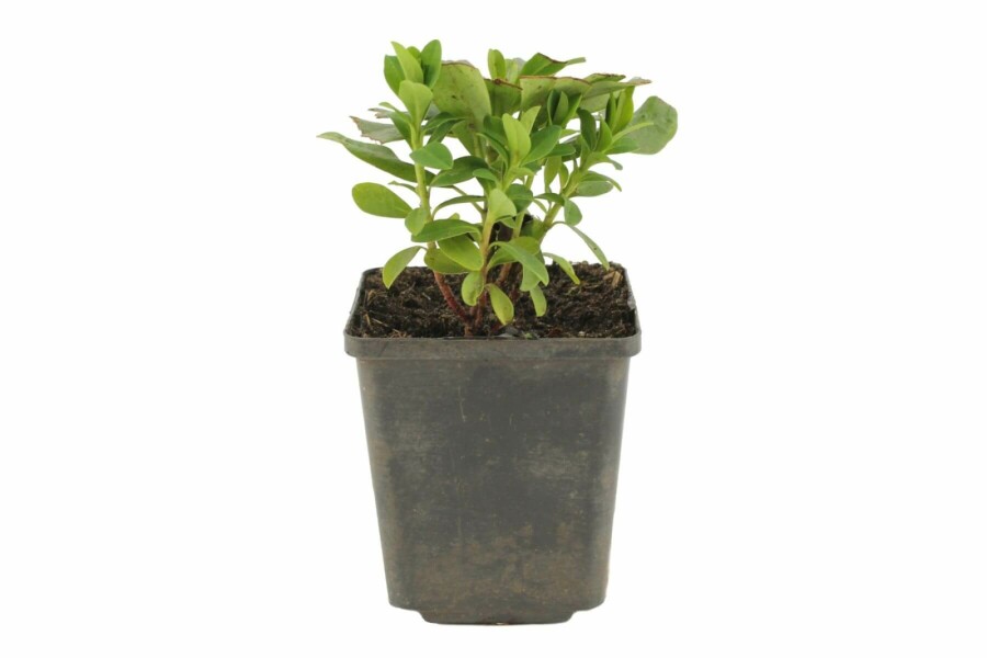 Euphorbe faux amandier Euphorbia amygdaloides 'Robbiae' 5-10 Pot 9x9 cm (P9) Euphorbia amygdaloides 'Robbiae'