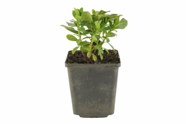 Euphorbe faux amandier Euphorbia amygdaloides 'Robbiae' 5-10 Pot 9x9 cm (P9) Euphorbia amygdaloides 'Robbiae'