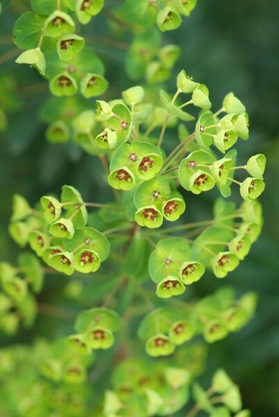 Euphorbia × martini