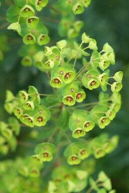 Euphorbe de martin Euphorbia × martini 5-10 Pot 9x9 cm (P9)