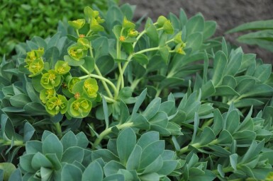 Euphorbe de Corse Euphorbia myrsinites 5-10 Pot 9x9 cm (P9)