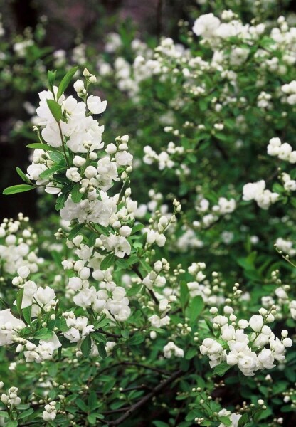 Arbre aux perles Exochorda macrantha 'The Bride' Arbuste 40-50 Pot 2 l (C2) Exochorda macrantha 'The Bride' arbuste 40-50 cm