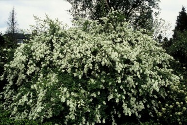 Arbre aux perles Exochorda macrantha 'The Bride' Arbuste 40-50 Pot 2 l (C2) Exochorda macrantha 'The Bride' arbuste 40-50 cm