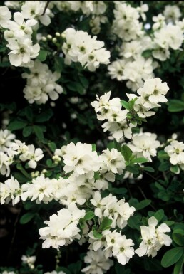 Arbre aux perles Exochorda macrantha 'The Bride' Arbuste 40-50 Pot 2 l (C2) Exochorda macrantha 'The Bride' arbuste 40-50 cm