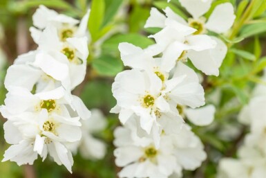 Exochorde en grappes Exochorda racemosa 'Niagara' Arbuste 80-100 Pot 12 l (C12) Exochorda racemosa 'Niagara'