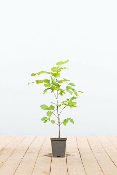 Hêtre Commun Fagus Sylvatica P9 30-40 cm
