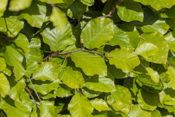 Hêtre Commun Fagus Sylvatica P9 30-40 cm