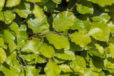 Hêtre Commun Fagus Sylvatica P9 30-40 cm