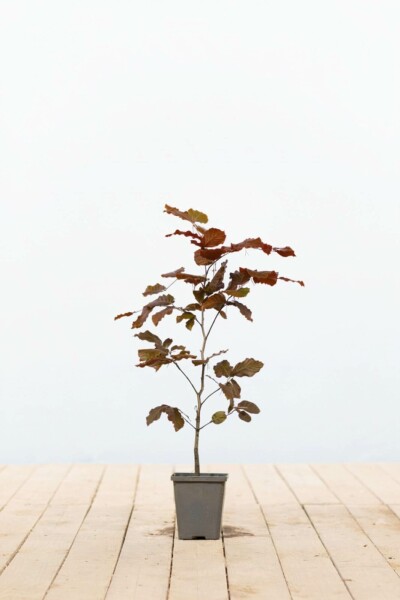 Hêtre Pourpre Fagus Sylvatica Purpurea P9 40-60 cm
