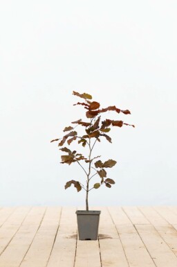 Hêtre Pourpre Fagus Sylvatica Purpurea P9 40-60 cm