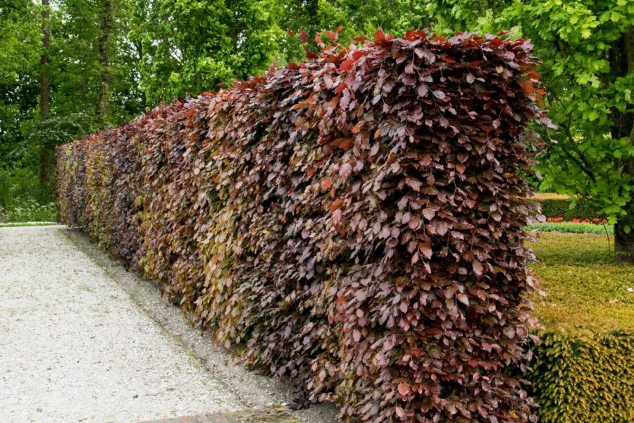 Hêtre des forêts Fagus sylvatica 'Atropunicea' 40-60 Pot 9x9 cm (P9) Hêtre Pourpre Fagus Sylvatica Purpurea P9 40-60 cm