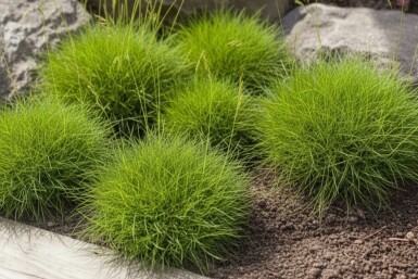 Festuca gautieri 'Pic Carlet'