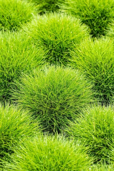 Fétuque de Gautier Festuca gautieri 5-10 Pot 9x9 cm (P9) Festuca gautieri