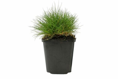 Fétuque de Gautier Festuca gautieri 5-10 Pot 9x9 cm (P9)