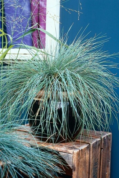 Festuca glauca