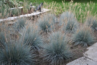 Fétuque de Saint-Yves Festuca glauca 'Elijah Blue' 10-15 Pot 2 l (C2) Festuca glauca 'Elijah Blue'