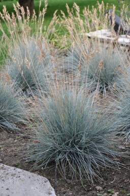 Fétuque de Saint-Yves Festuca glauca 'Elijah Blue' 10-15 Pot 2 l (C2) Festuca glauca 'Elijah Blue'