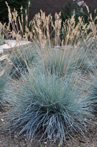 Fétuque de Saint-Yves Festuca glauca 'Elijah Blue' 5-10 Pot 9x9 cm (P9) Festuca glauca 'Elijah Blue'