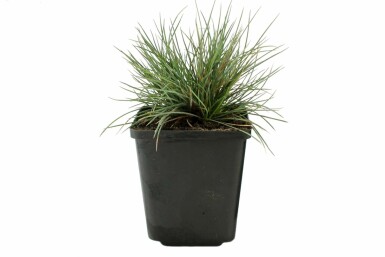 Fétuque de Saint-Yves Festuca glauca 'Elijah Blue' 5-10 Pot 9x9 cm (P9) Festuca glauca 'Elijah Blue'
