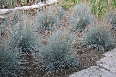 Fétuque de Saint-Yves Festuca glauca 'Elijah Blue' 5-10 Pot 9x9 cm (P9) Festuca glauca 'Elijah Blue'