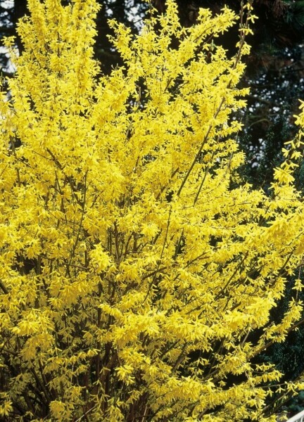 Forsythia × intermedia 'Spectabilis' C10 60-80