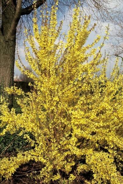 Forsythia × intermedia 'Weekend' C12 80-100