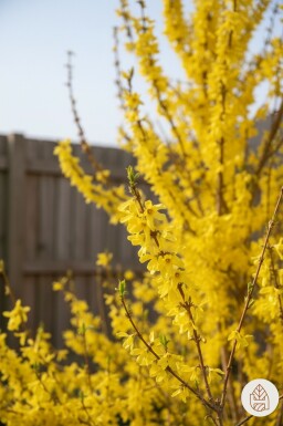 Forsythia intermedia 'Weekend' arbuste 100-120 cm