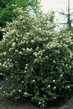 Grand Fothergilla Fothergilla major Arbuste 40-60 Pot 12 l (C12) Fothergilla major arbuste 40-60 cm